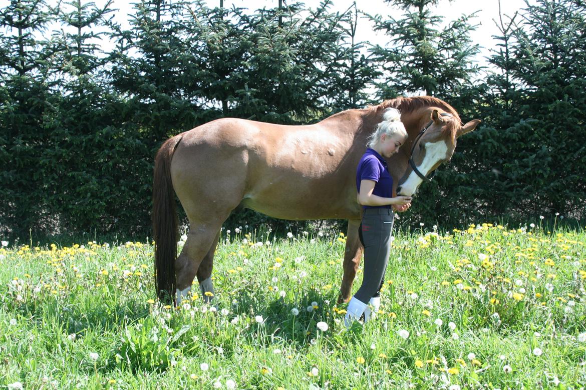 Dansk Varmblod Balthazar *Tidligere hest* billede 14