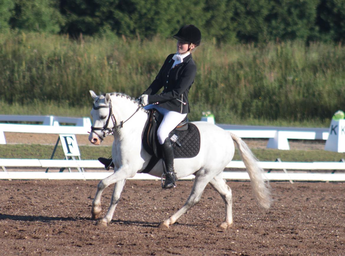 Welsh Mountain (sec A) Møllegydens Kaiser *SOLGT* - SJM 2014 LB3 66.559% billede 6