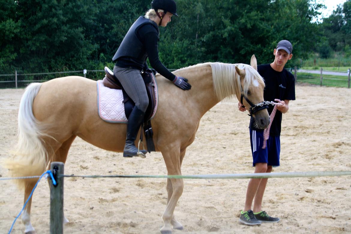 Palomino Hedegaards California Blue - 2. gang med rytter  billede 30