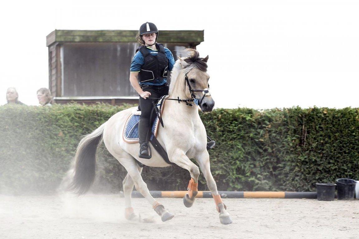 Fjordhest Tango!&lt;3 - Velkommen til Tango&#180;s profil.&lt;3  Kursus ved Tina Lund!&lt;3 billede 1