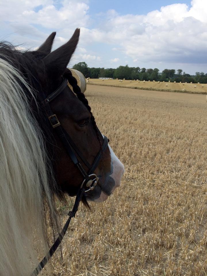 Irish Cob Hero billede 18