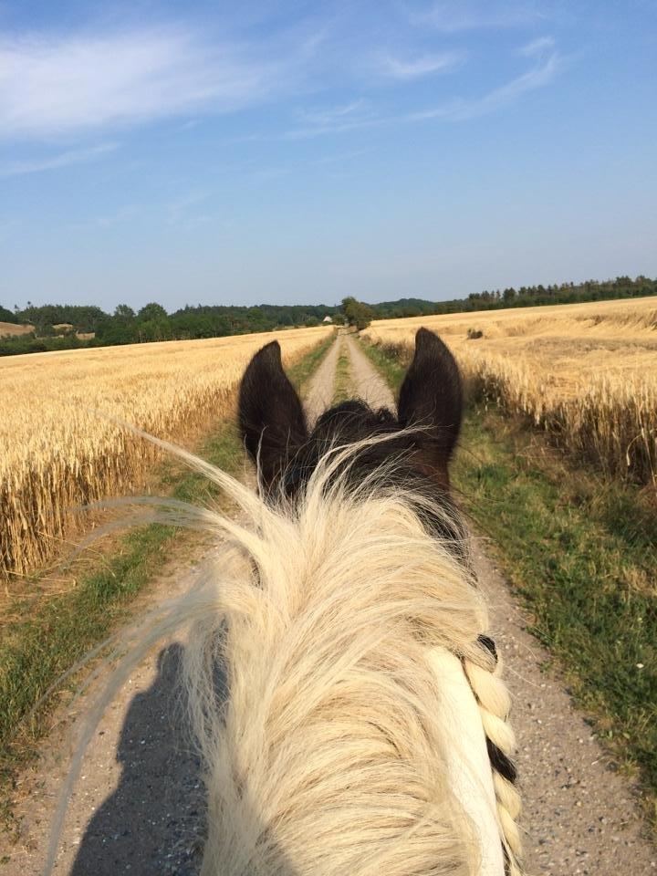 Irish Cob Hero billede 17