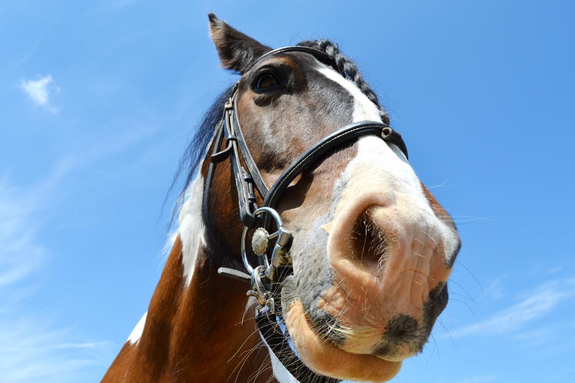 Irish Cob Hero billede 20