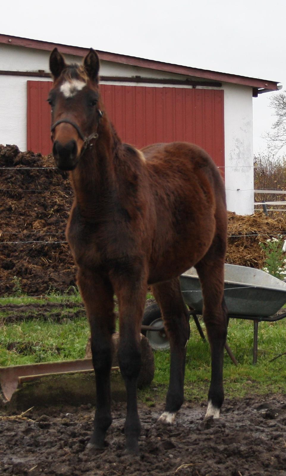 Dansk Varmblod Cashandra Royal billede 4