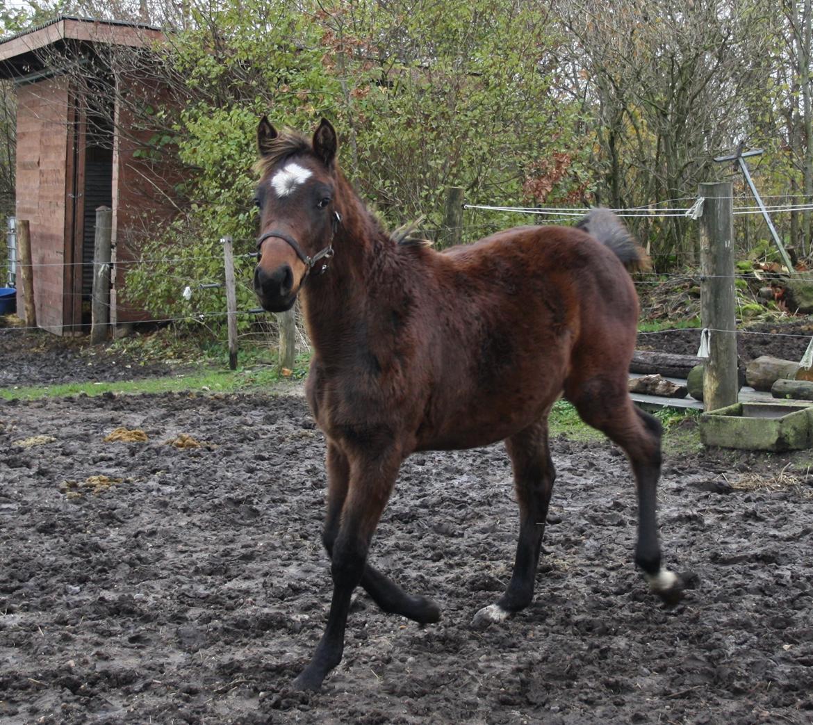 Dansk Varmblod Cashandra Royal billede 6