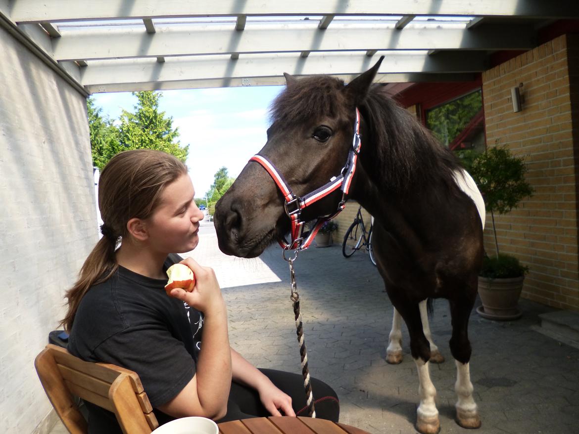 Islænder Hannibal frá Höskuldsstaðum billede 8
