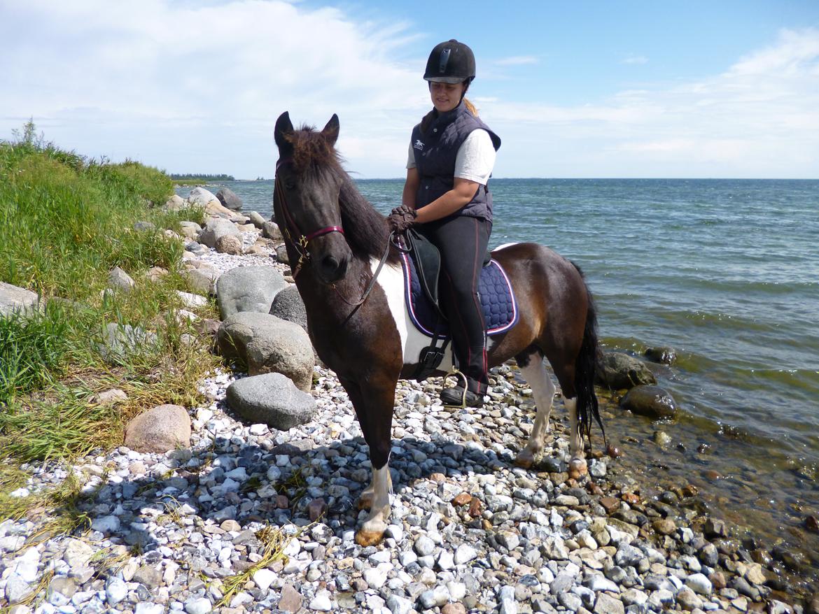 Islænder Hannibal frá Höskuldsstaðum billede 9