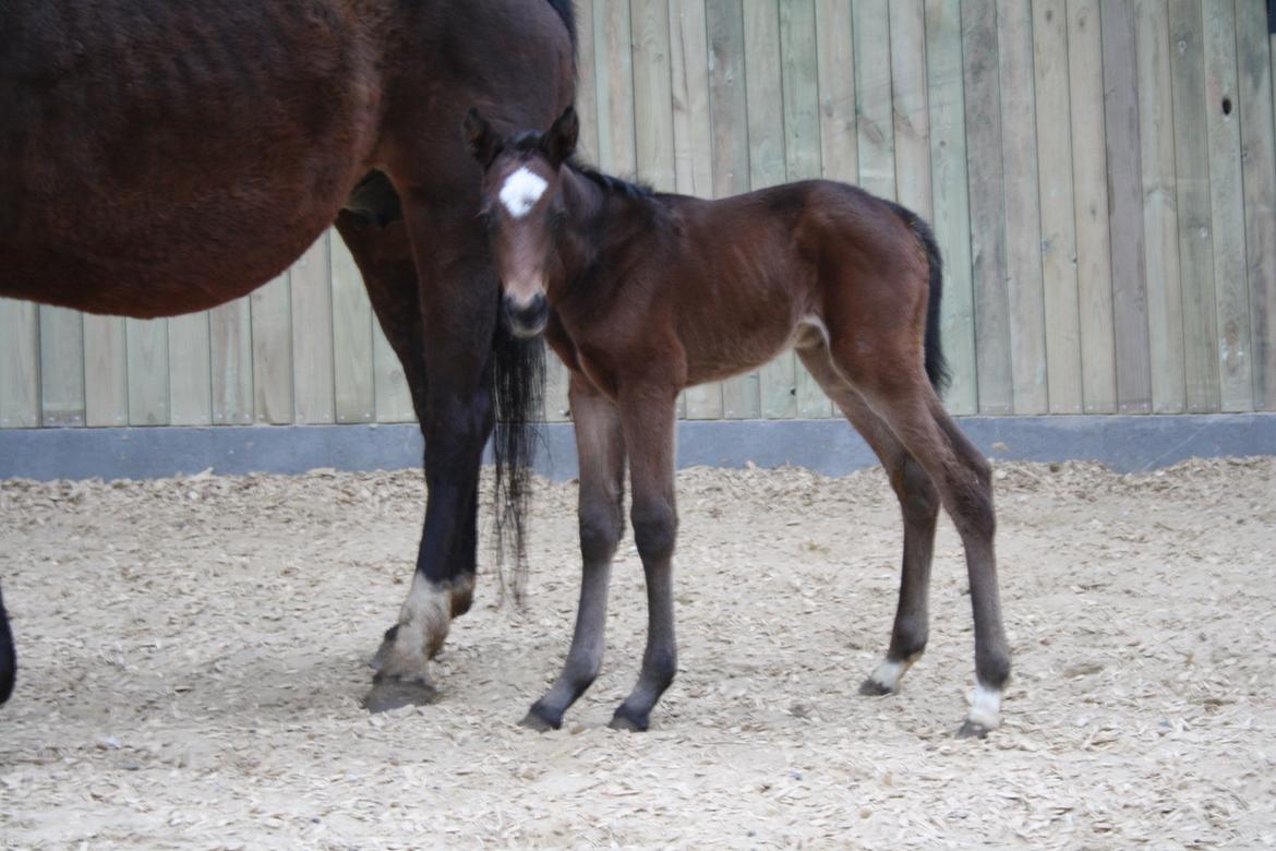 Dansk Varmblod Cashandra Royal billede 14