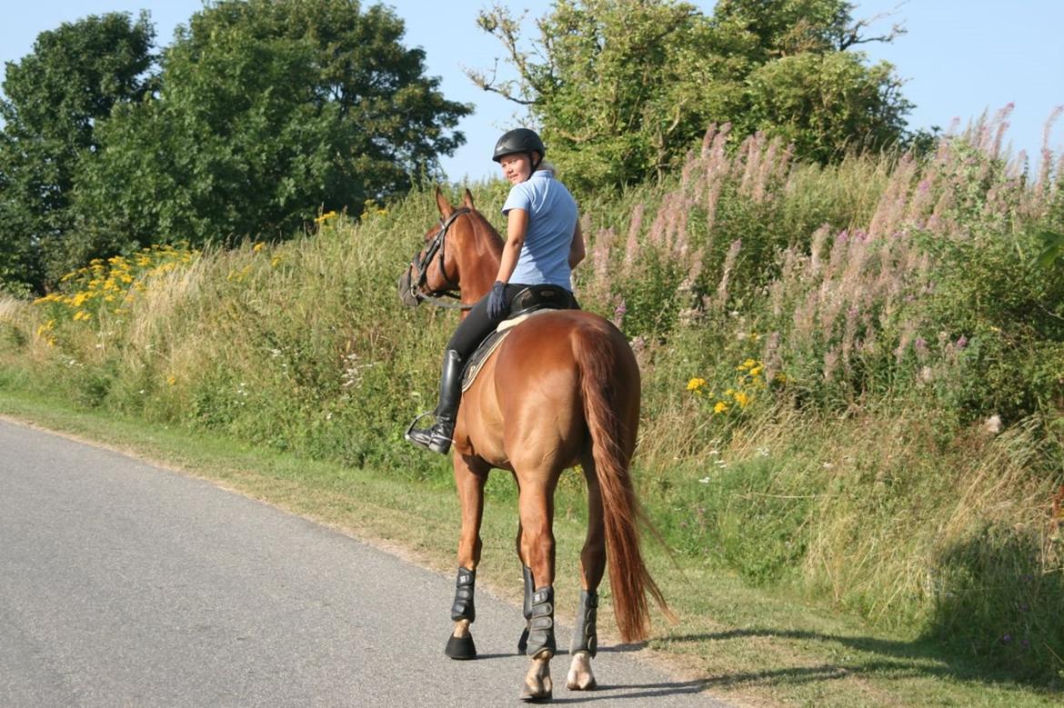 Hannoveraner Welsche Welt billede 1