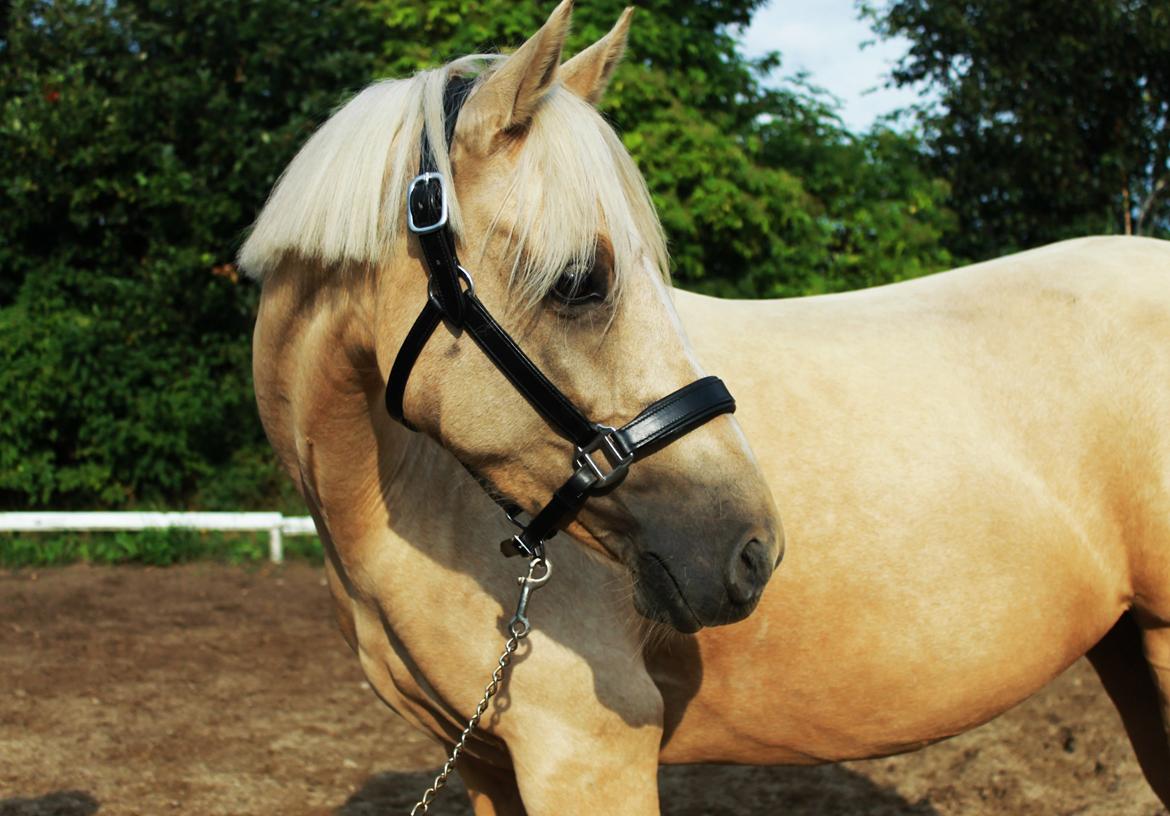 DSP Attention billede 11