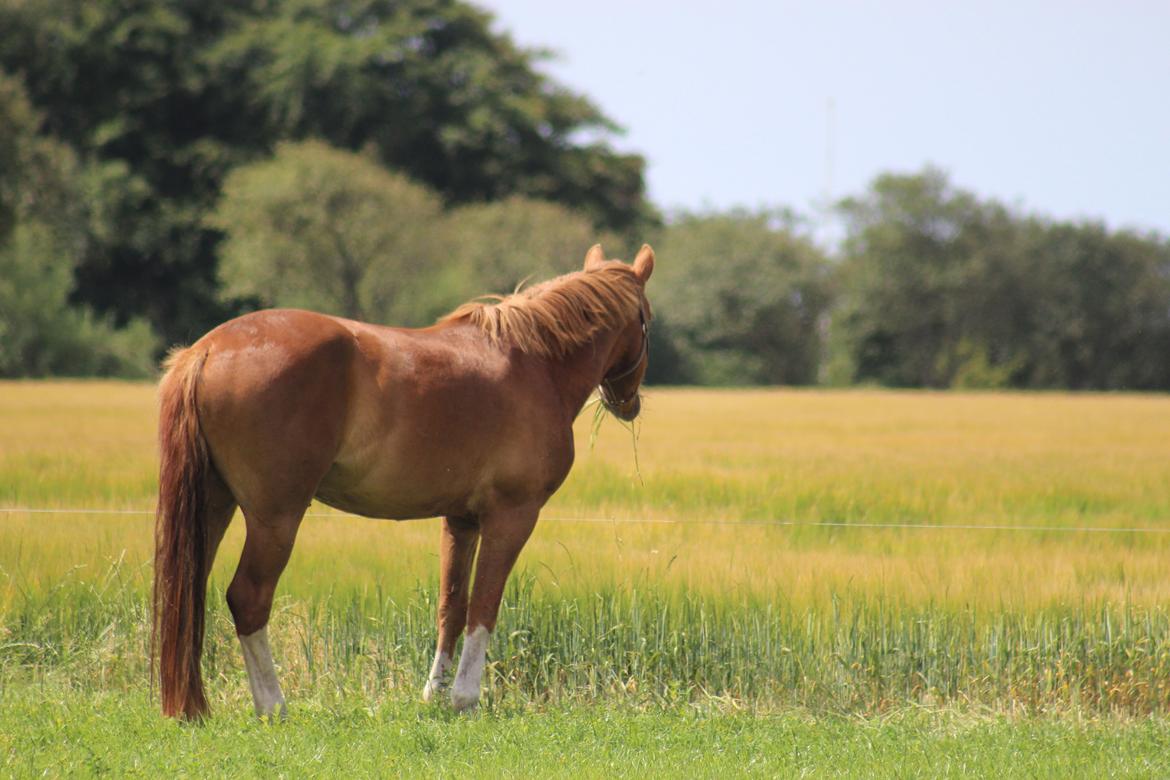 New Forest Stegstedgaards Nobel billede 17