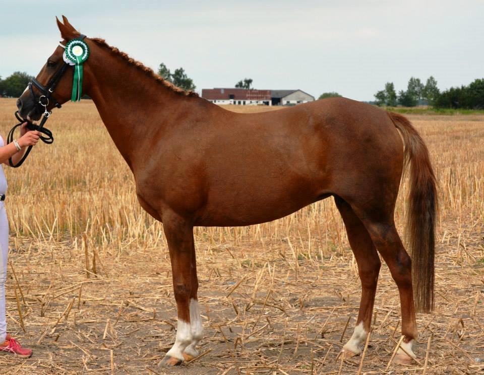 DSP Florina<3 Drømme-Pony! <3 - Fløjhoppe, udtaget til kampen om dagens spring pony - DSP billede 4