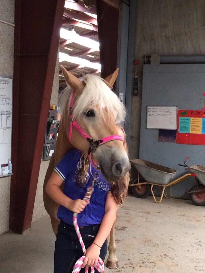 Haflinger Helena billede 4