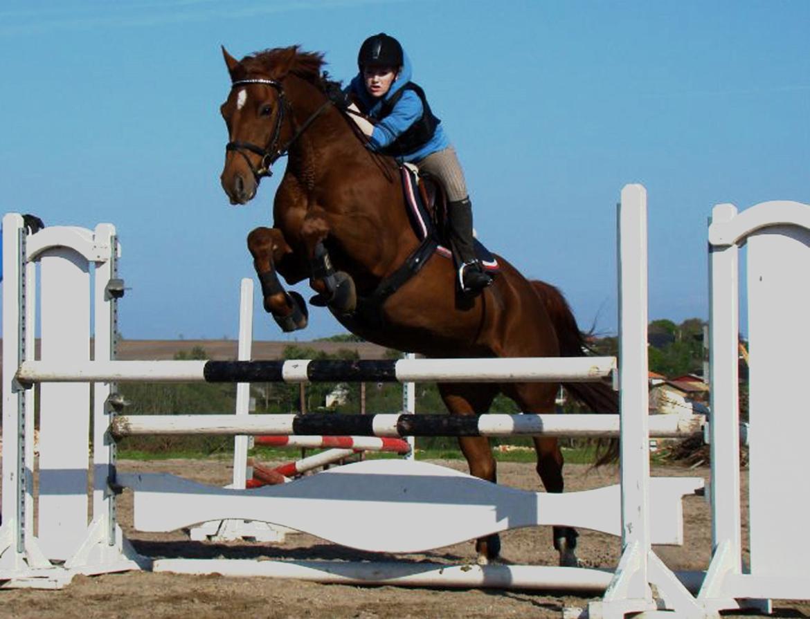 Dansk Varmblod Højlunds Kenzo<3 billede 13