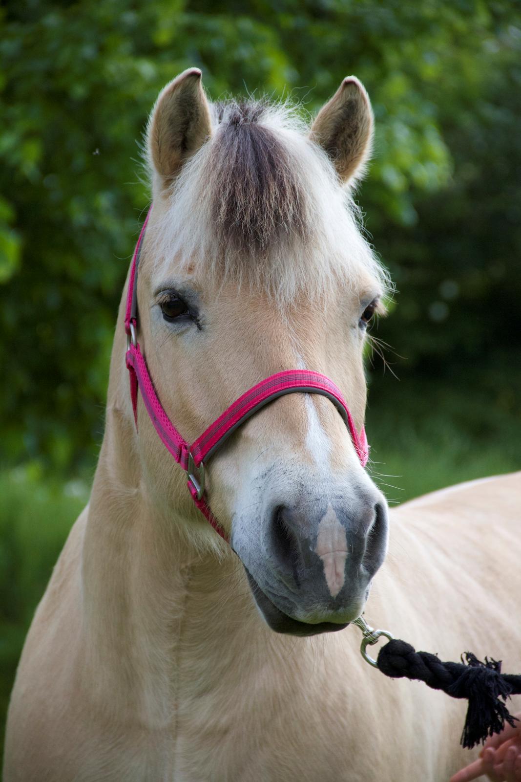 Fjordhest Povlsmindegårds Kasper <3 billede 1