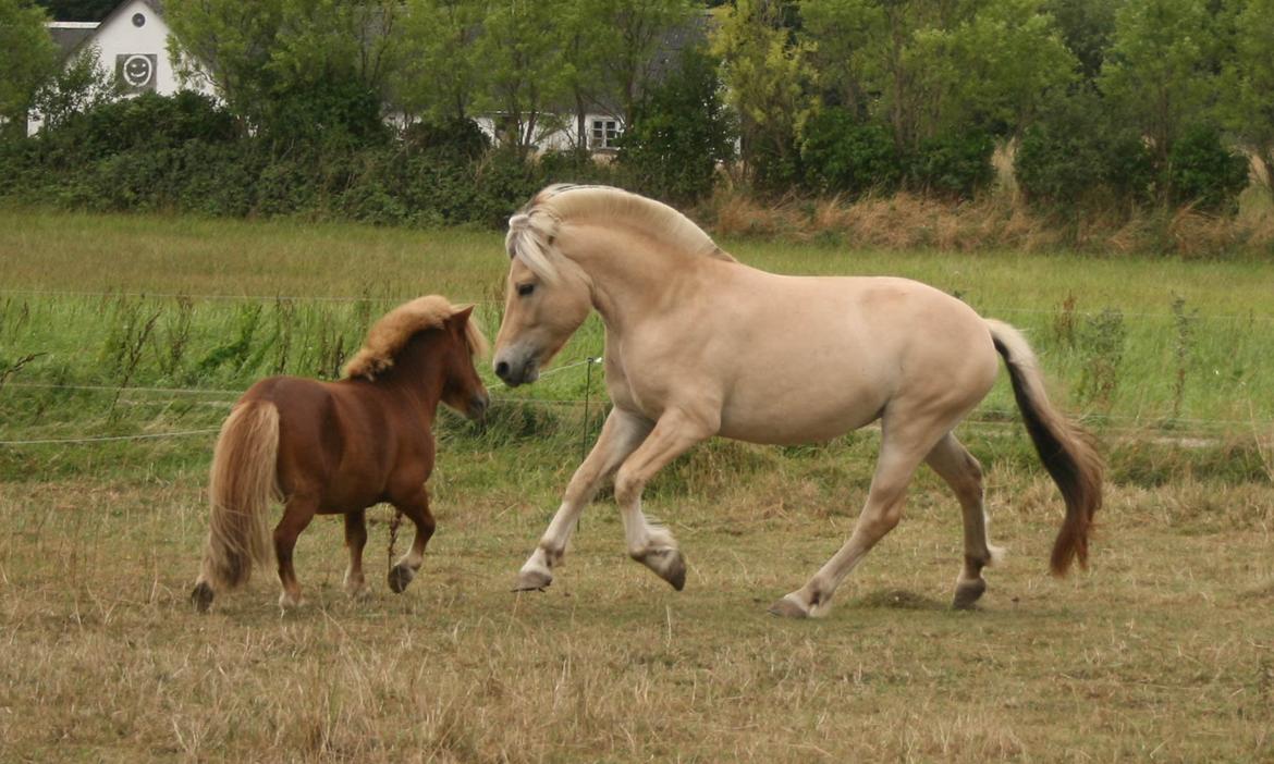 Fjordhest Eminent Godthaab - Eminent og Tumle den 7-8-14. billede 1