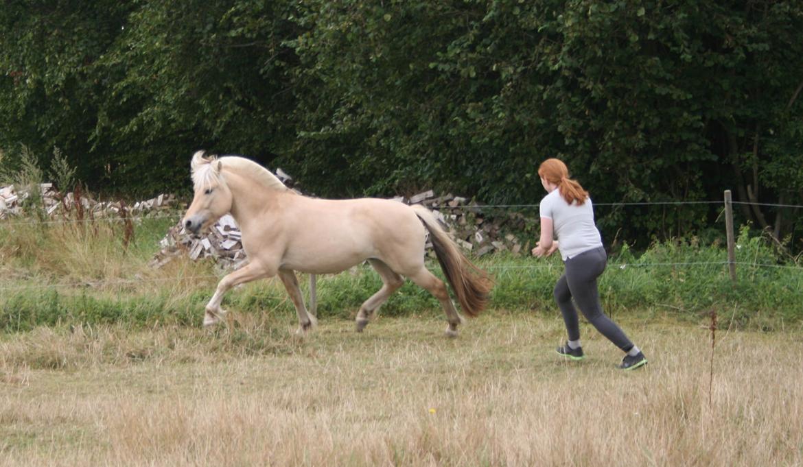 Fjordhest Eminent Godthaab - Eminent den 7-8-14. billede 22