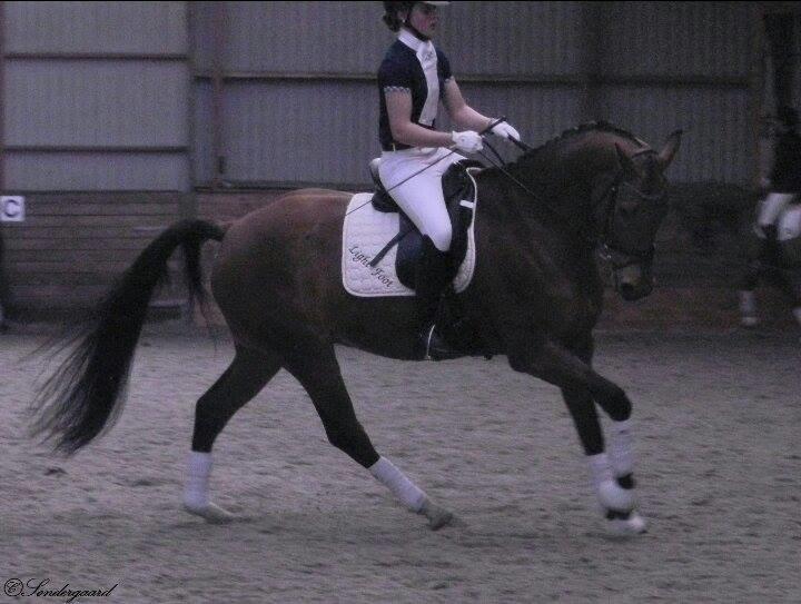 Dansk Varmblod Saksgaards Light Foot #Klubmester# billede 15