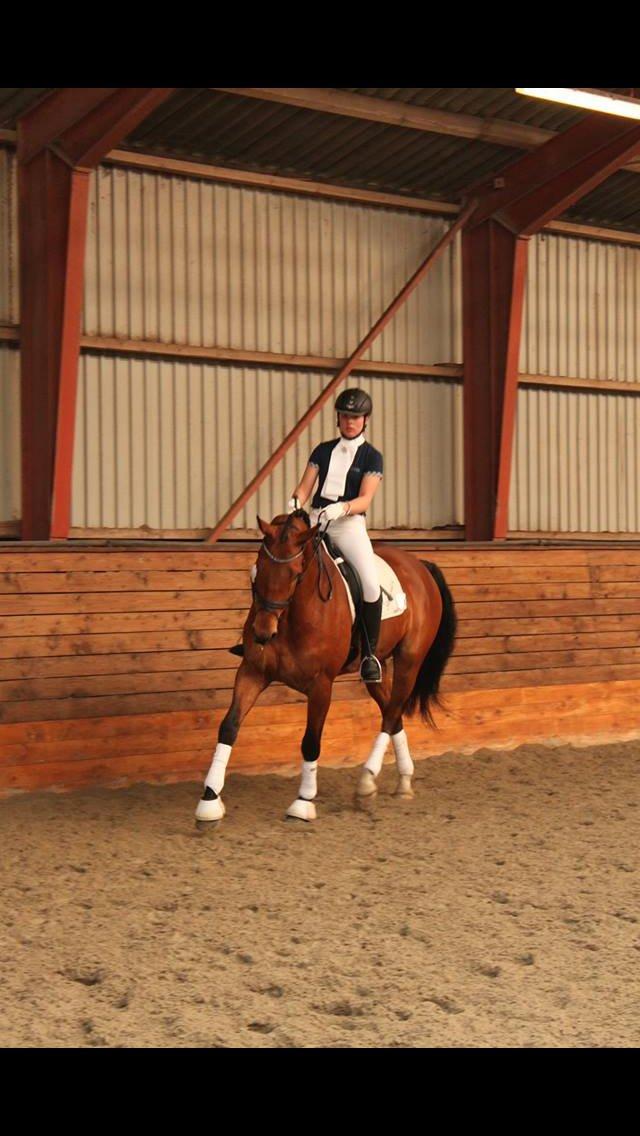 Dansk Varmblod Saksgaards Light Foot #Klubmester# billede 11