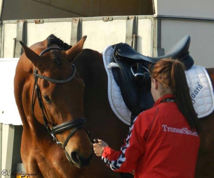 Dansk Varmblod Saksgaards Light Foot #Klubmester# - Det bedste år, Ts 13/14! I hjertet gemt, aldrig glemt. billede 5