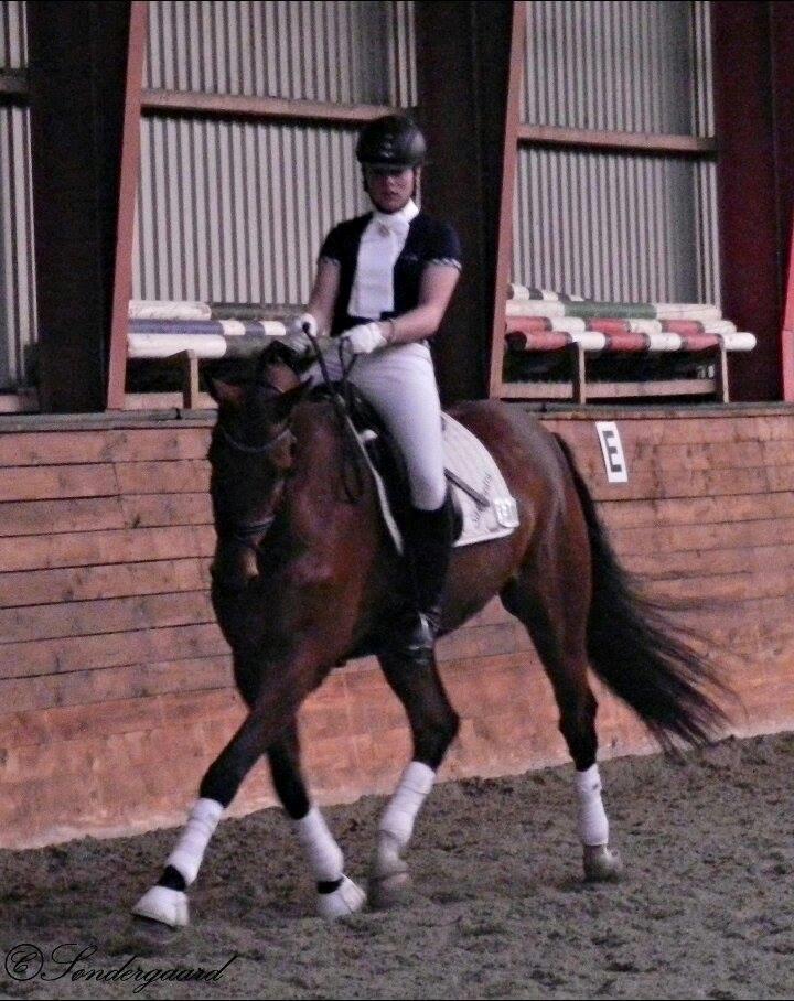 Dansk Varmblod Saksgaards Light Foot #Klubmester# billede 19