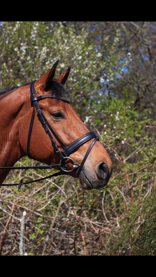 Dansk Varmblod Saksgaards Light Foot #Klubmester# billede 20