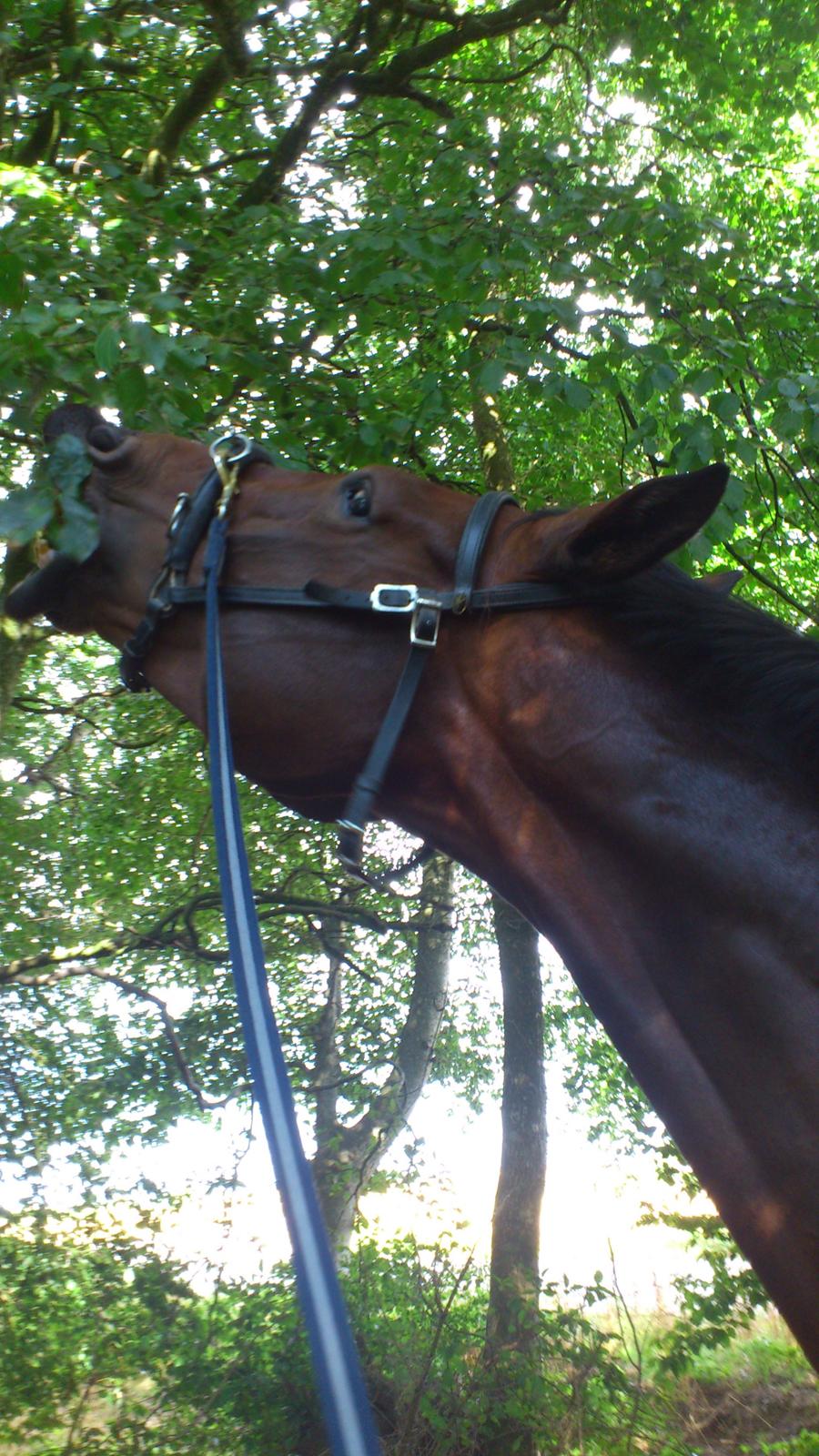 Dansk Varmblod Astoria - 9/8 2014 På en hyggelig trækketur ;) billede 11