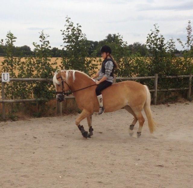 Haflinger Evita Cypress billede 6