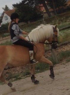 Haflinger Evita Cypress billede 7