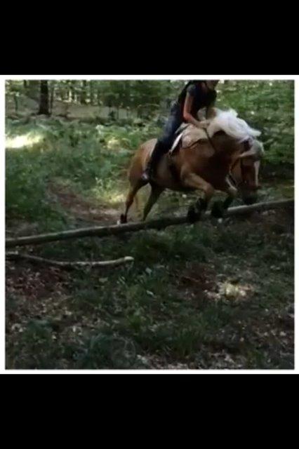 Haflinger Evita Cypress - 3 tur i skoven med hende:) billede 9