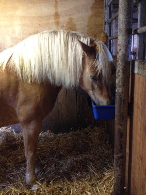 Haflinger Evita Cypress - mhhh.. maaaaad ;) billede 10