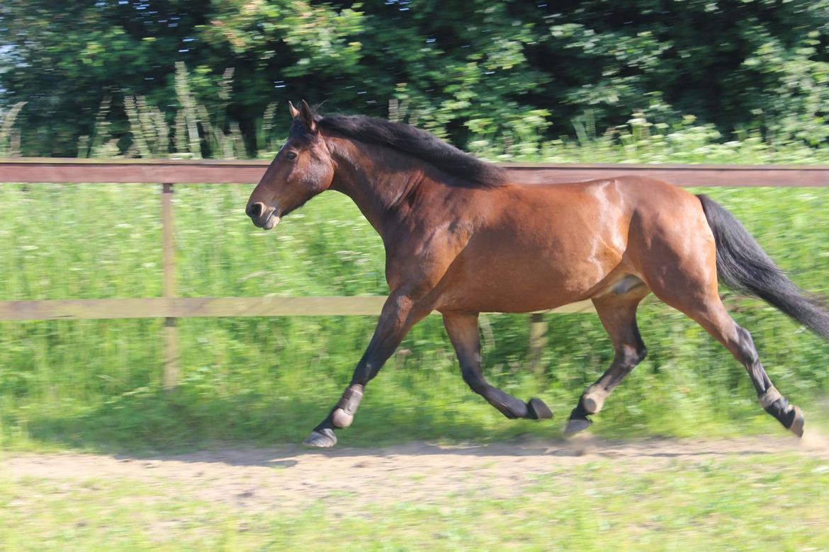 Anden særlig race Milano billede 7