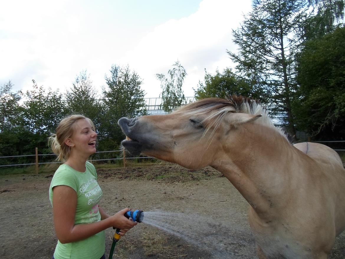 Fjordhest Stella billede 6