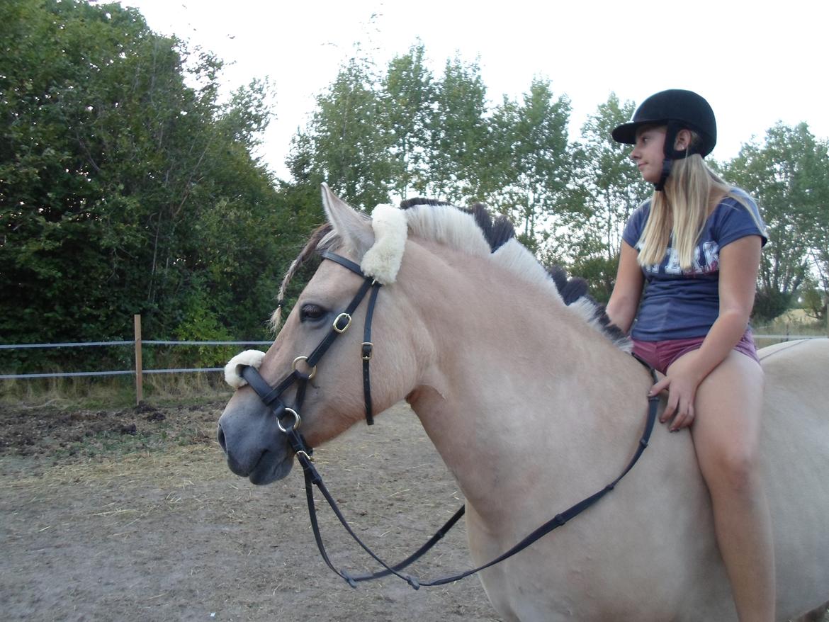 Fjordhest Stella billede 3