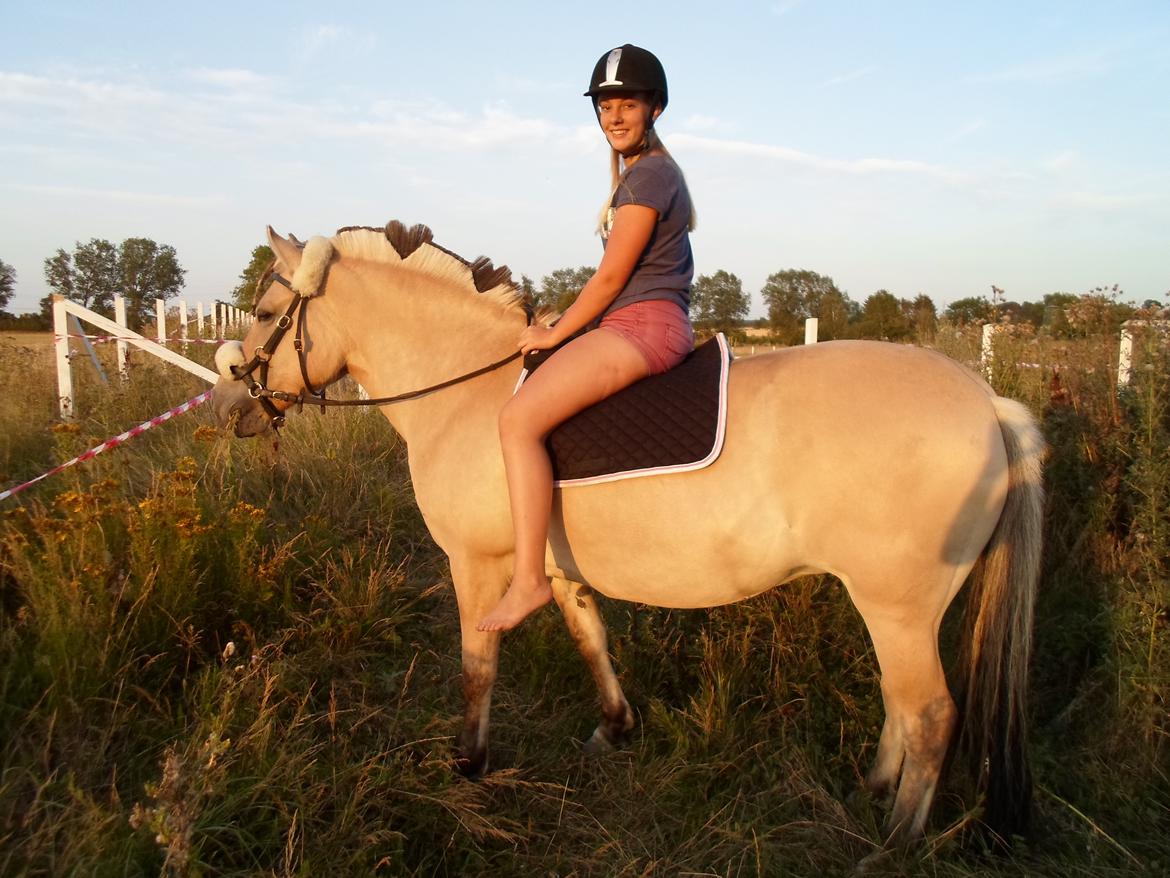 Fjordhest Stella billede 18