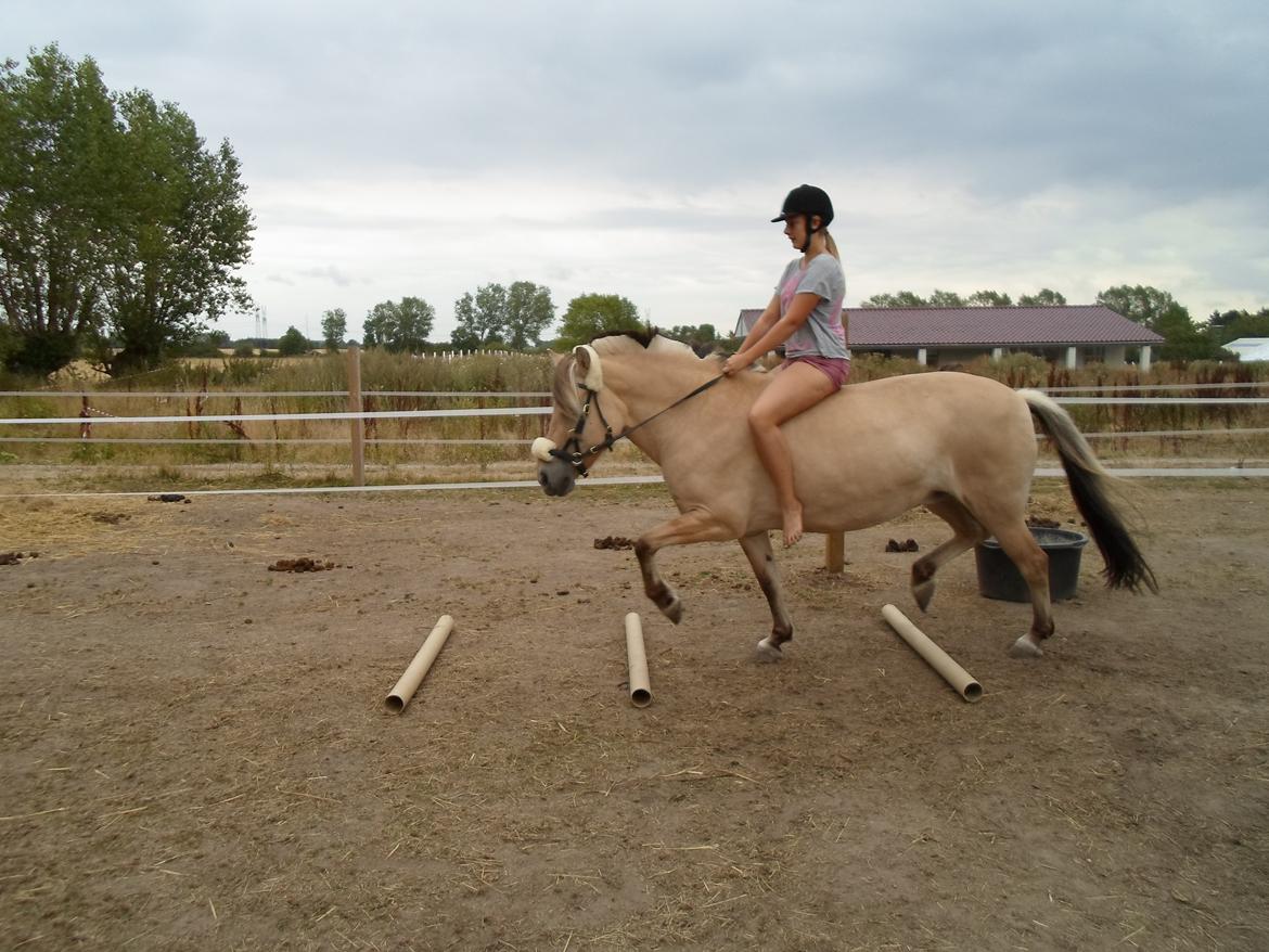 Fjordhest Stella billede 2