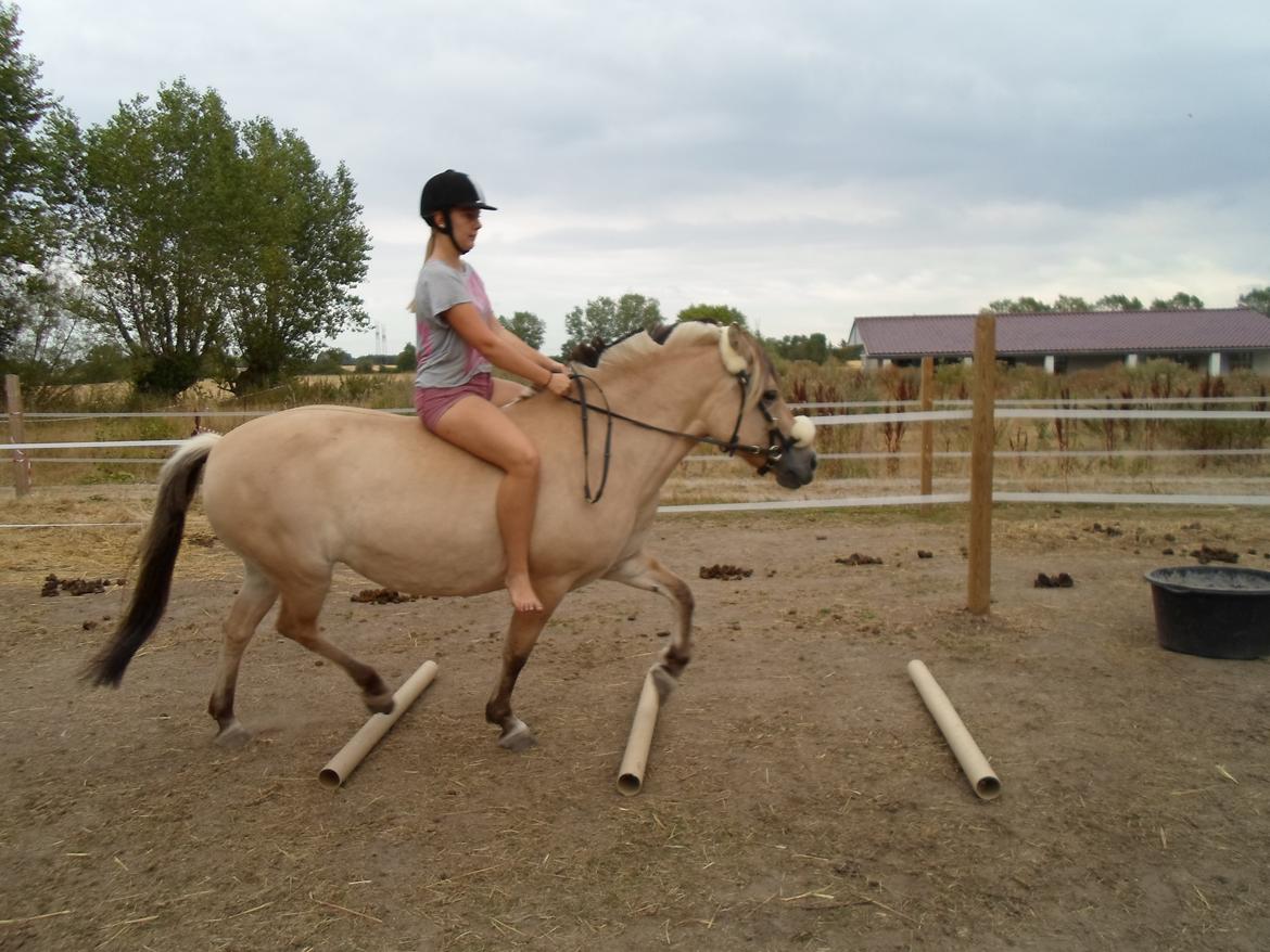 Fjordhest Stella billede 15
