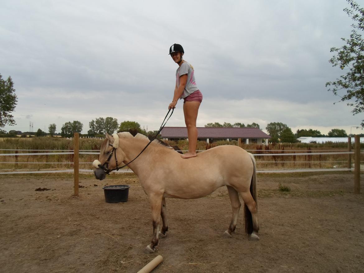 Fjordhest Stella billede 8