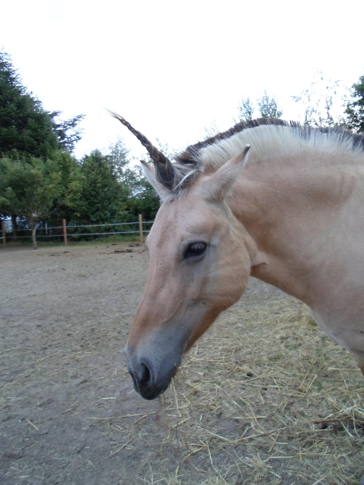 Fjordhest Stella billede 5