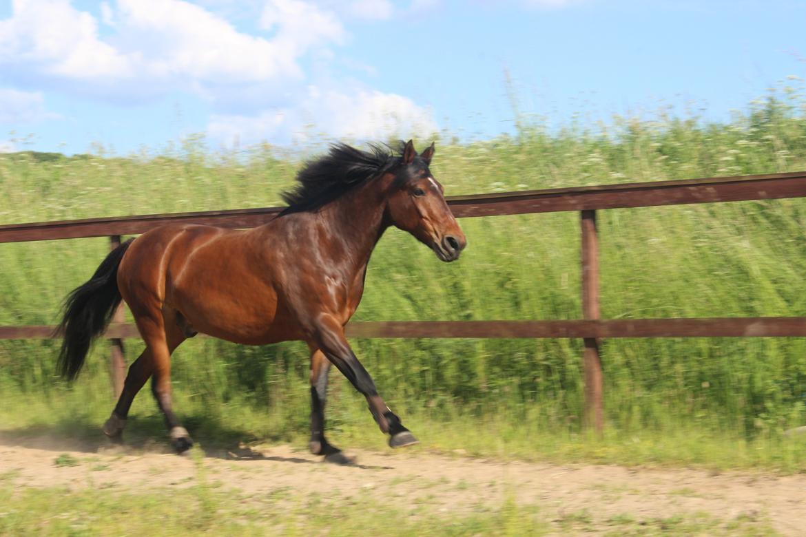 Anden særlig race Milano billede 15