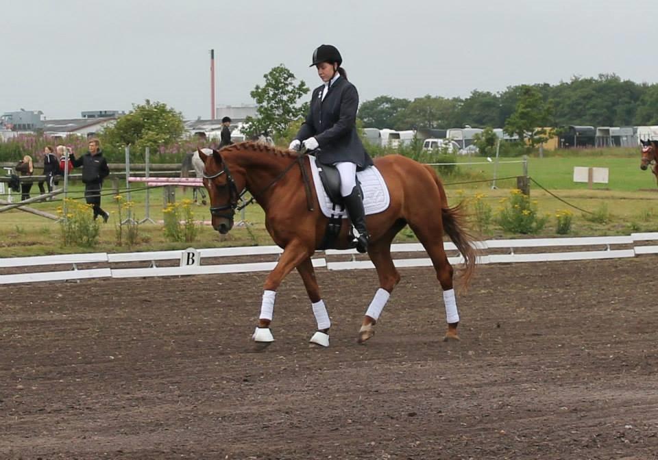 Hannoveraner Selena billede 33