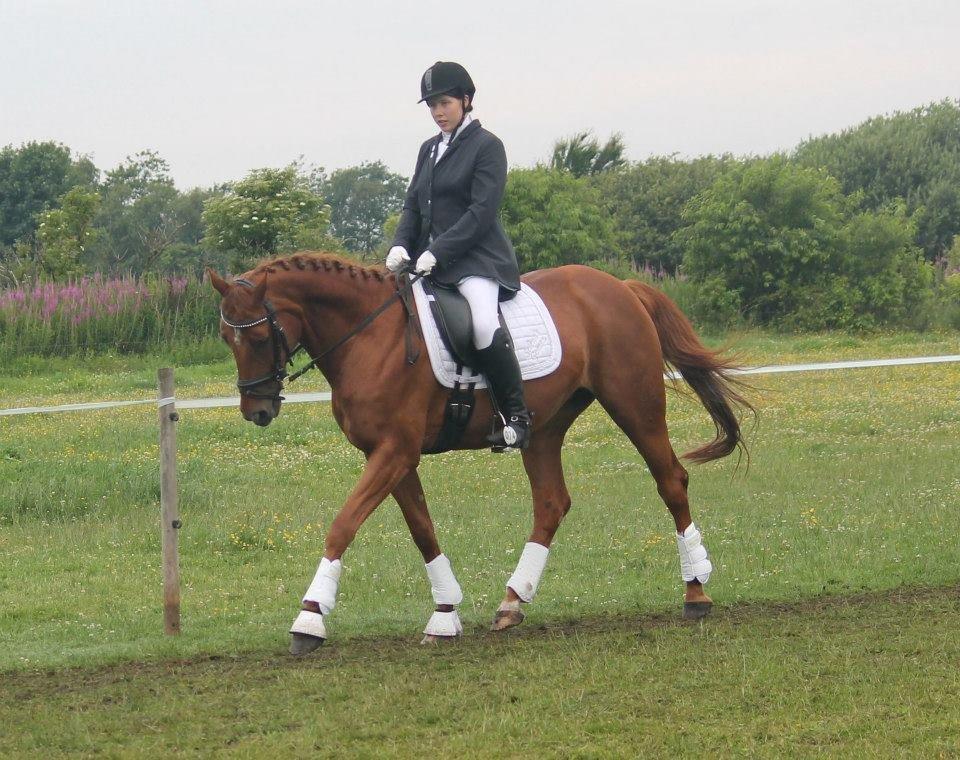 Hannoveraner Selena billede 11