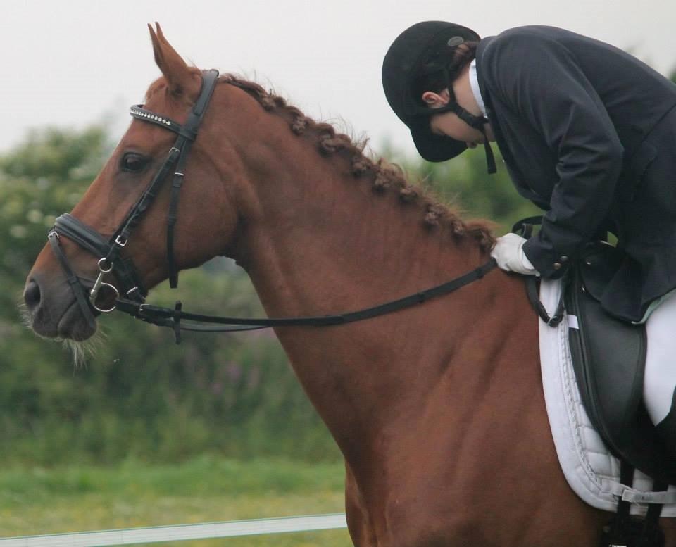 Hannoveraner Selena billede 24