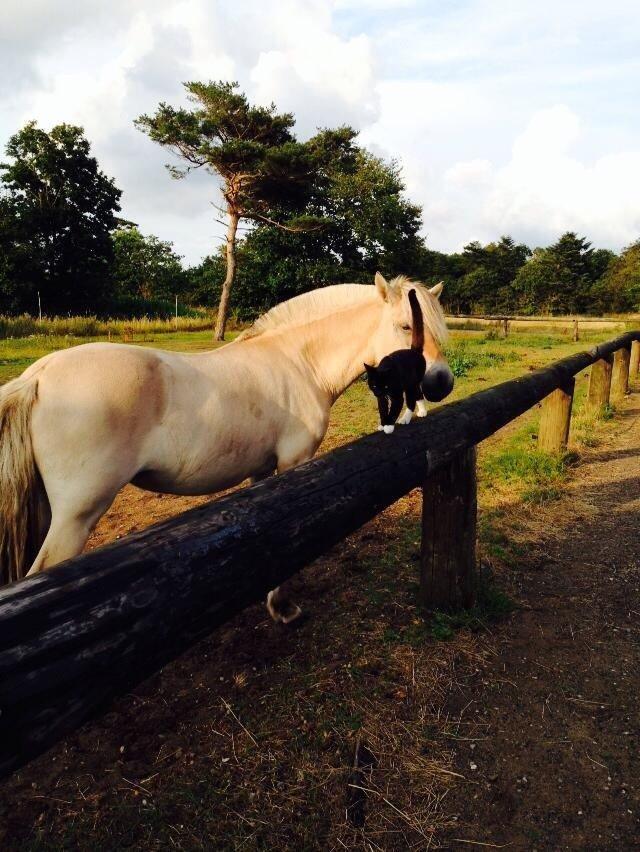 Fjordhest Vikkelsøe's unika billede 2