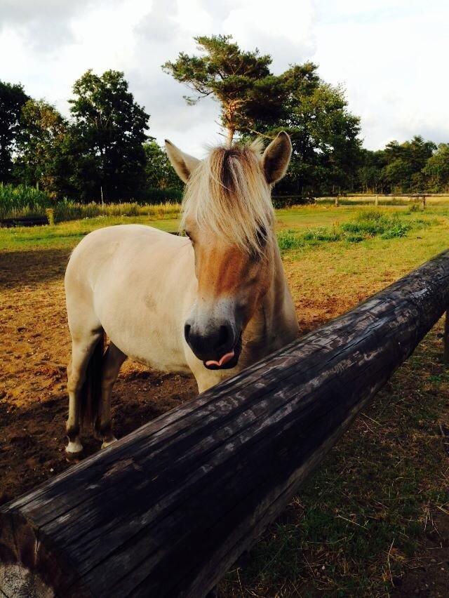 Fjordhest Vikkelsøe's unika billede 3