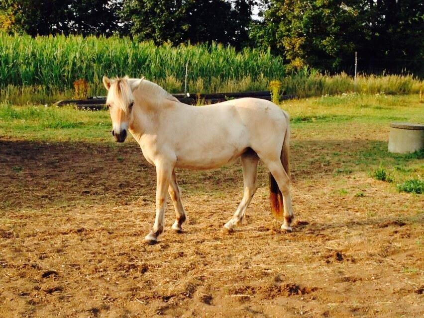 Fjordhest Vikkelsøe's unika billede 4