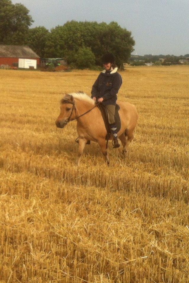 Anden særlig race Charlie billede 32