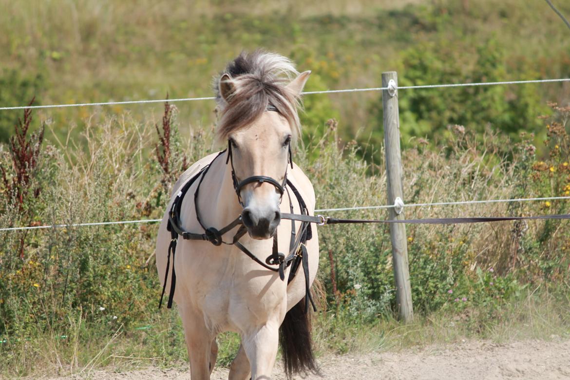 Fjordhest Dalmosegårdens Mateus - Verdens dejligeste hest <3 billede 7
