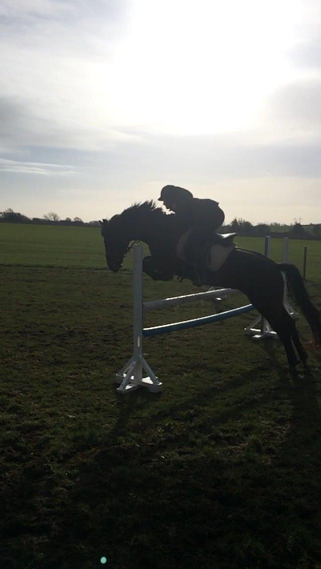 Anden særlig race Tani billede 6