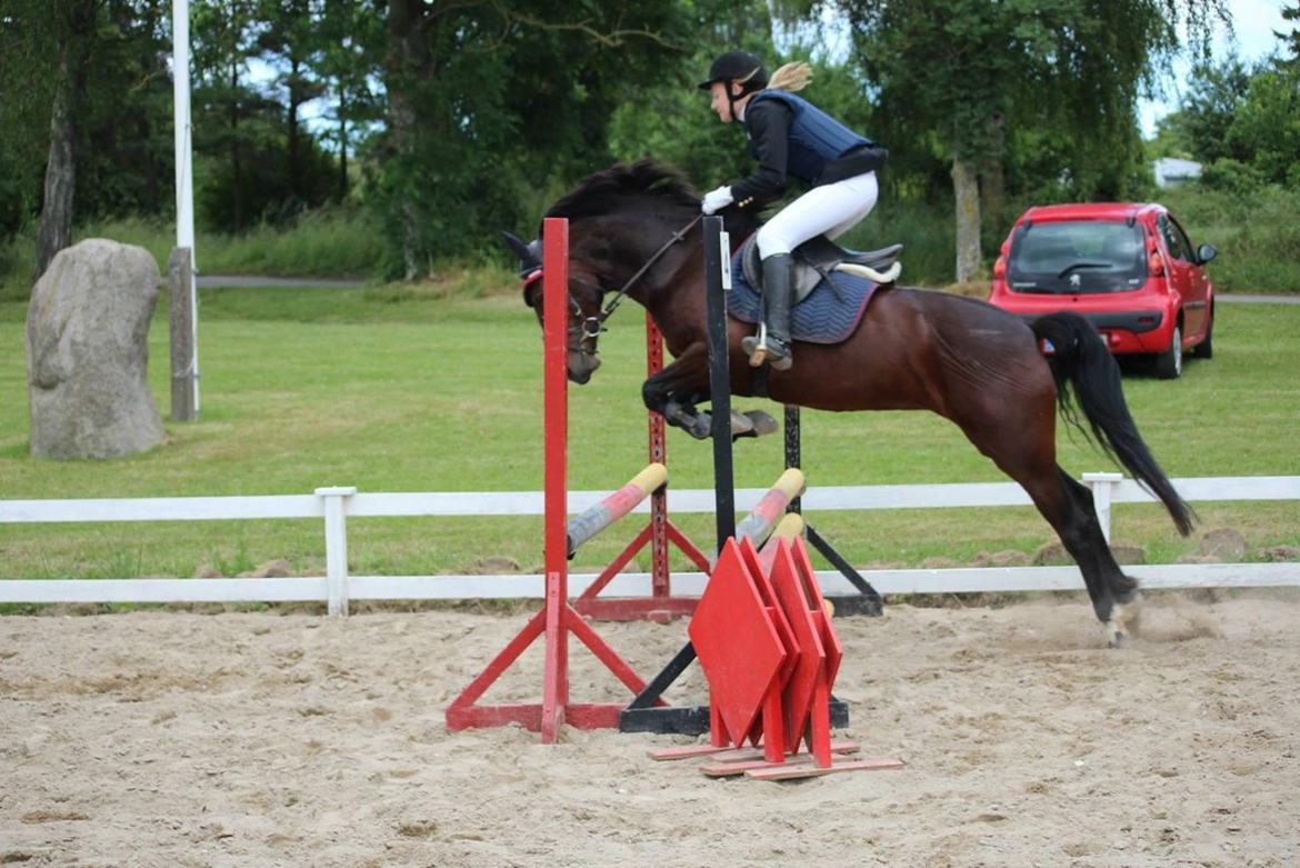 Anden særlig race Tani billede 10